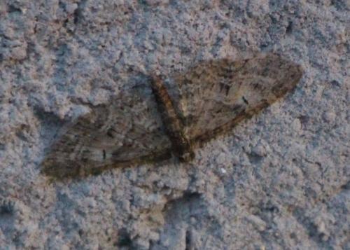Réf. 315 697 : Eupithecia abbreviata